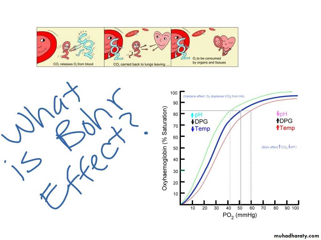 Gas-Transport-pH-in-the-Lung