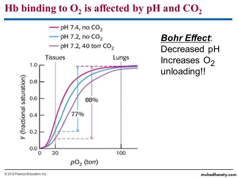 Gas-Transport-pH-in-the-Lung