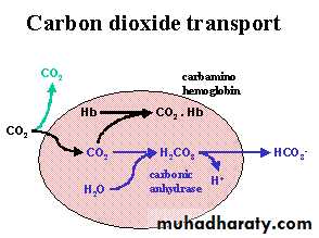 Gas-Transport-pH-in-the-Lung
