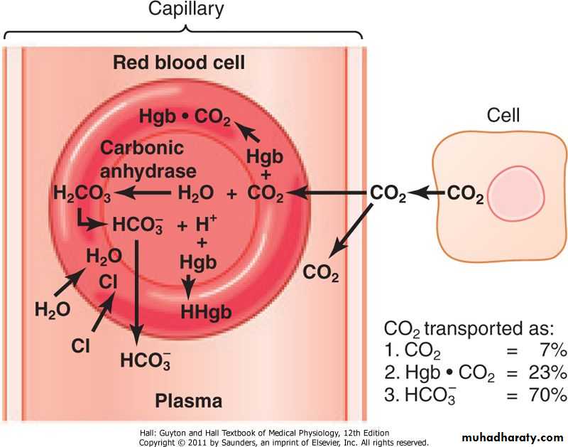 Gas-Transport-pH-in-the-Lung