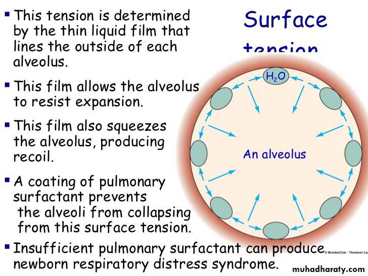 Pulmonary-Function