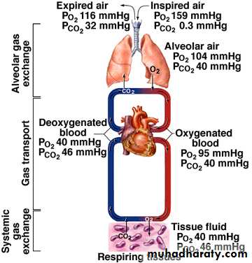 Pulmonary-Function