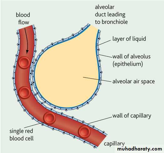 Pulmonary-Function