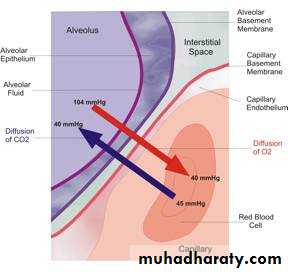 Pulmonary-Function