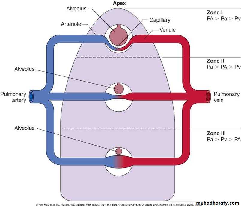Pulmonary-Function