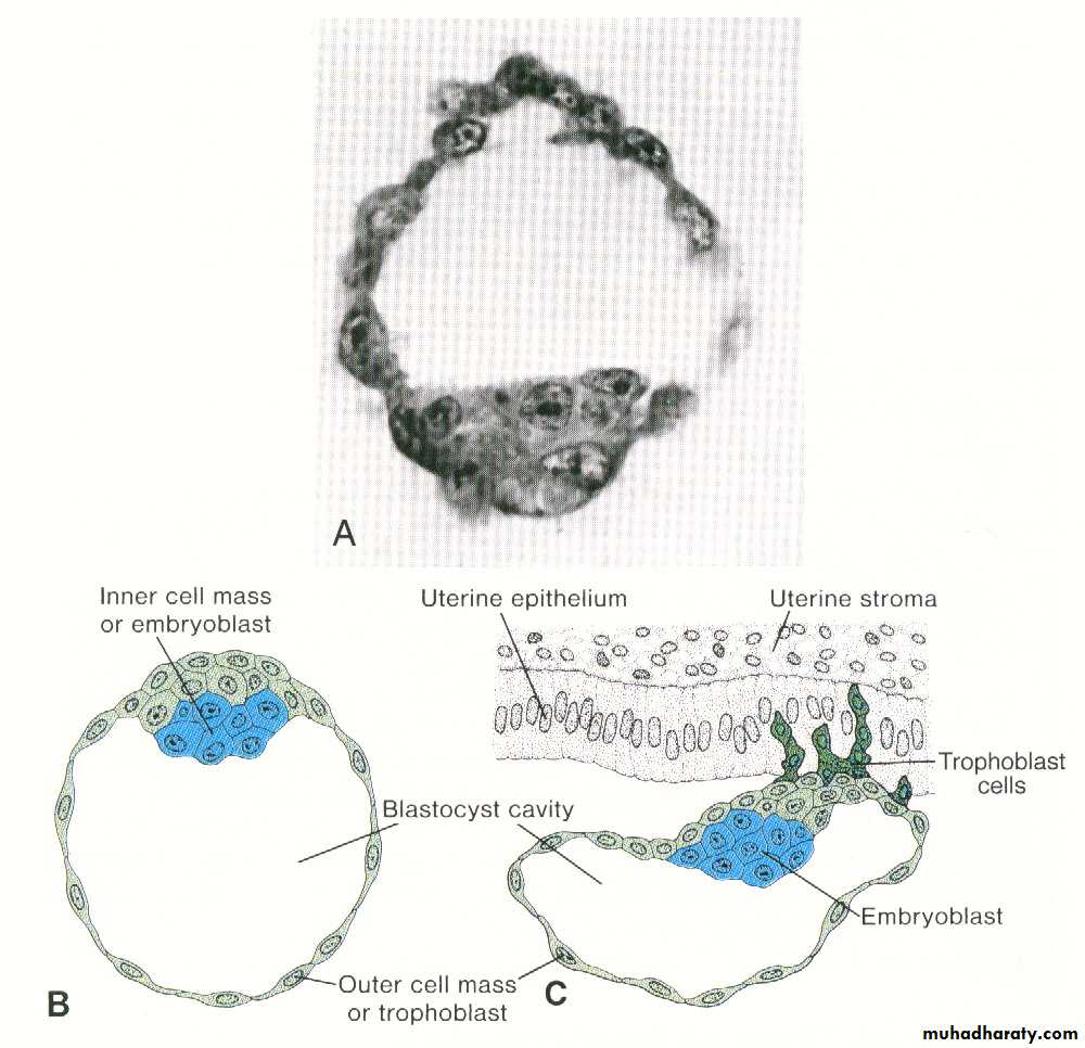 Embryology