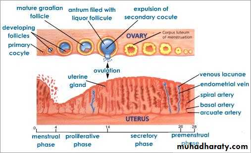 Embryology