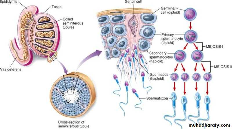 Embryology