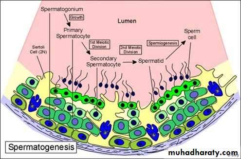Embryology