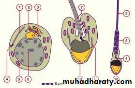 Embryology