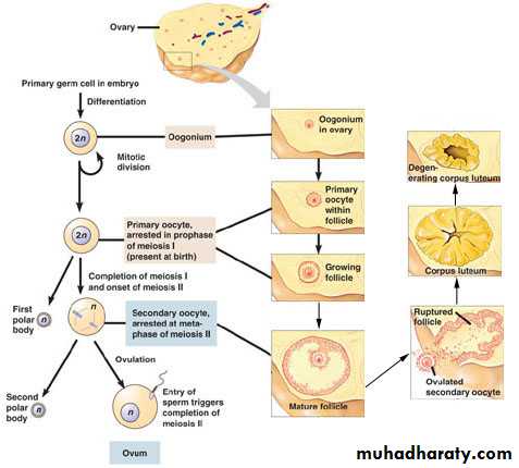 Embryology