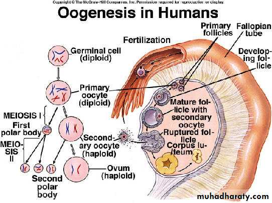 Embryology