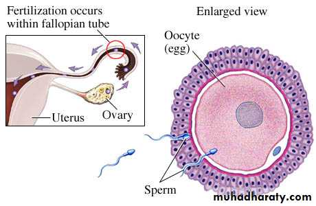 Embryology