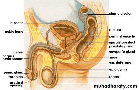 Reproductive system