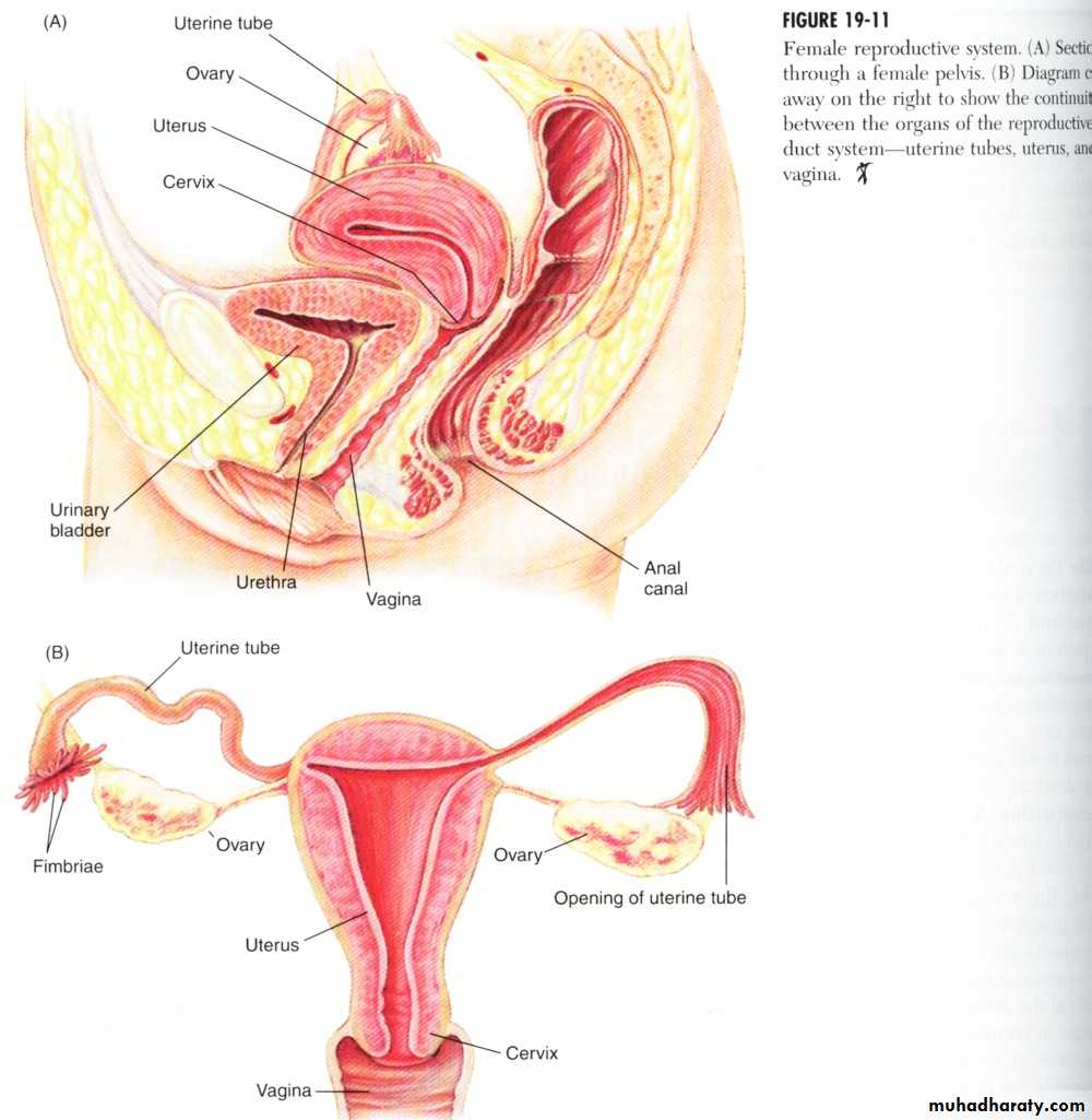 Reproductive system