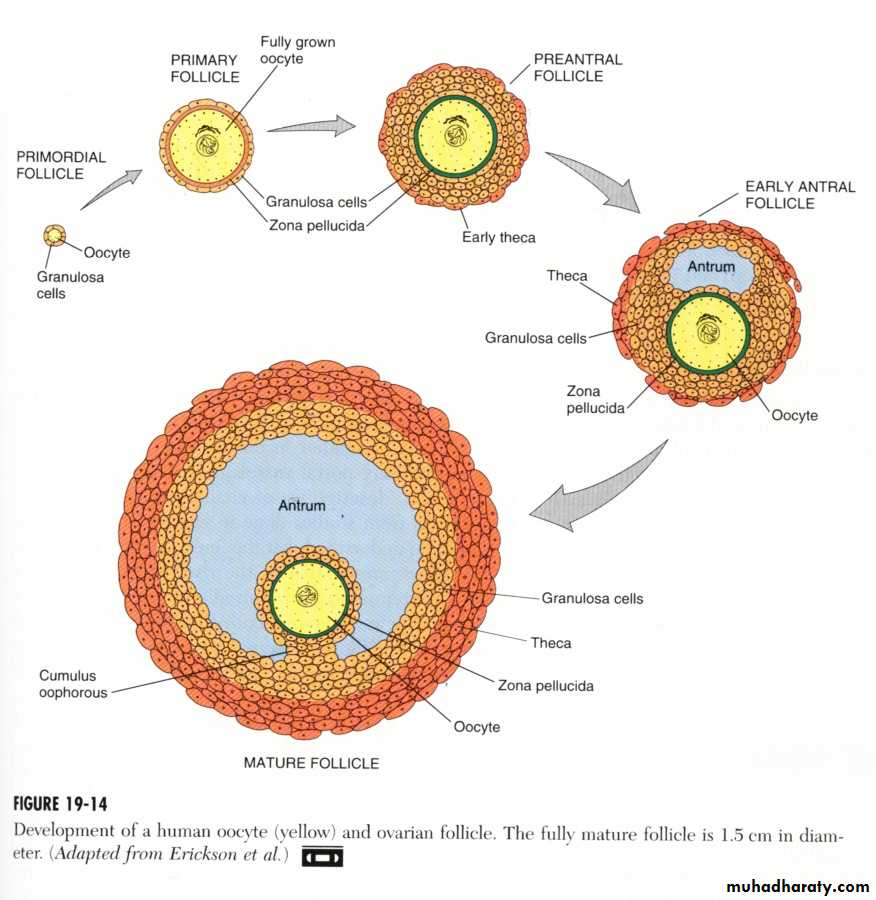 Reproductive system