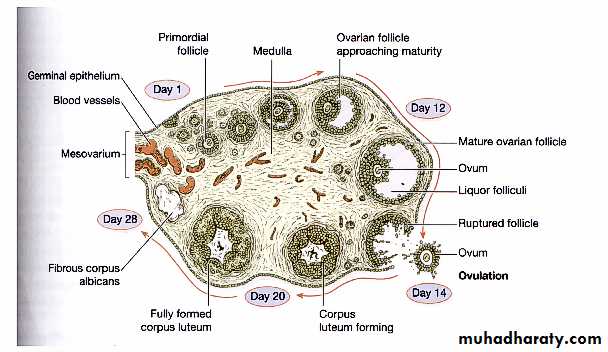 Reproductive system