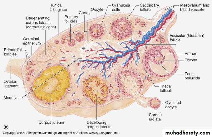 Reproductive system