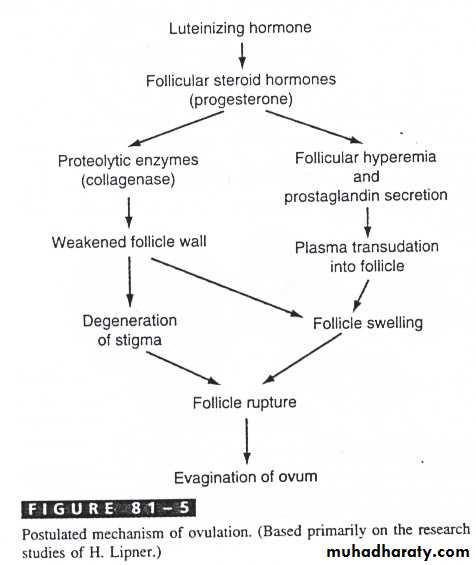 Reproductive system