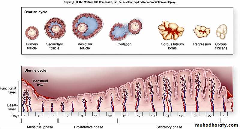 Reproductive system