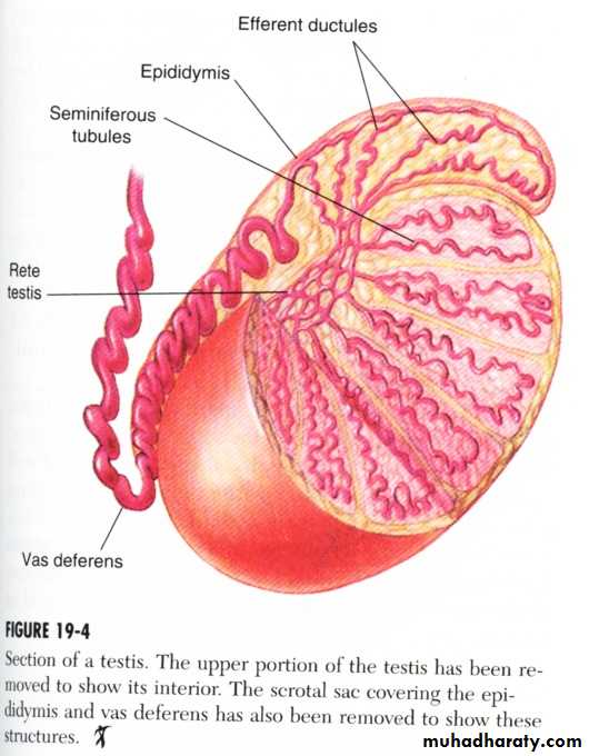 Reproductive system