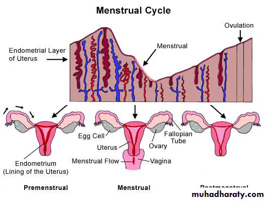 Reproductive system
