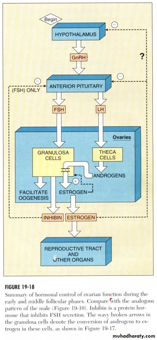 Reproductive system