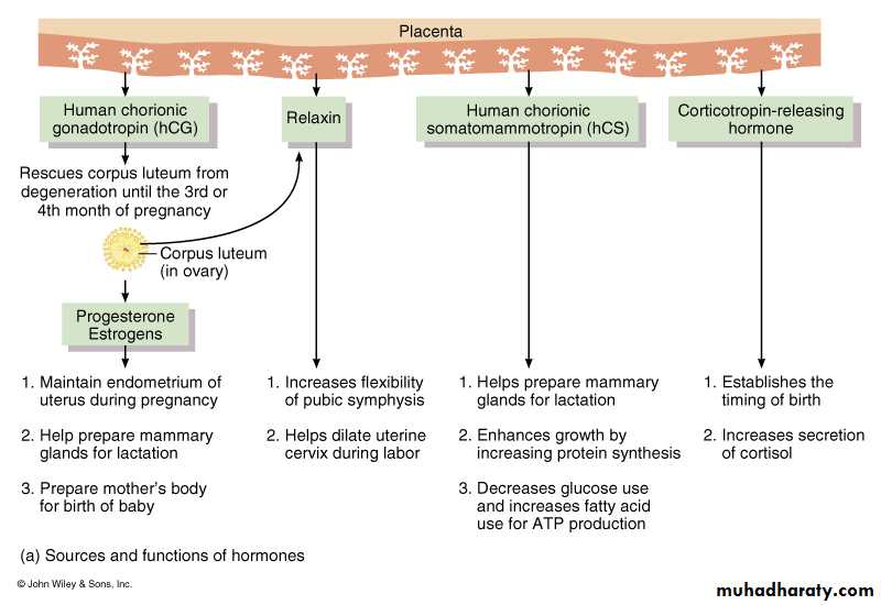 Reproductive system