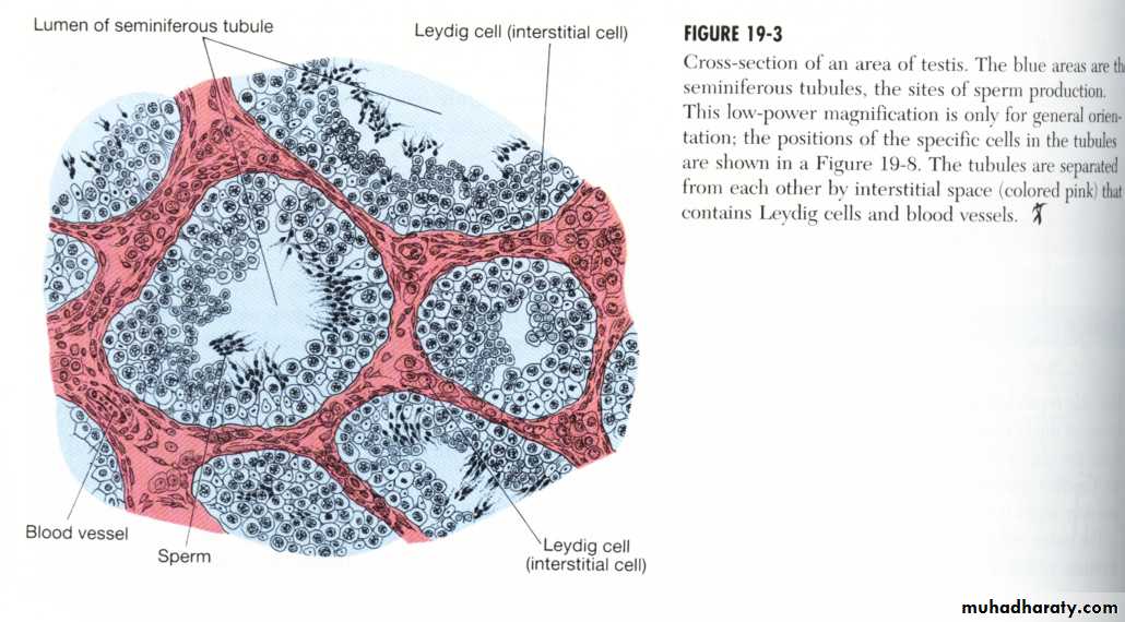 Reproductive system