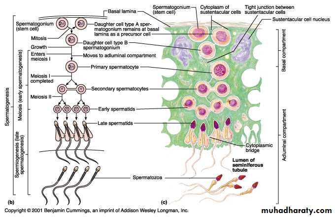 Reproductive system