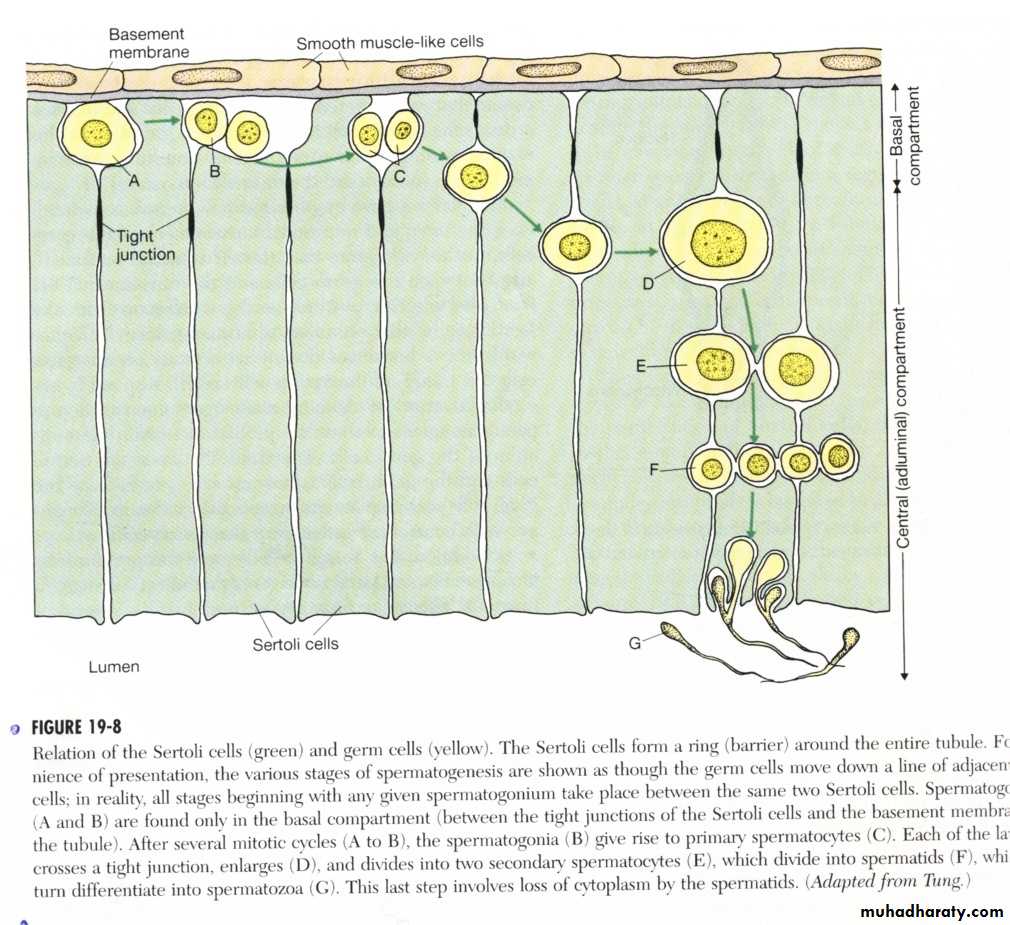 Reproductive system