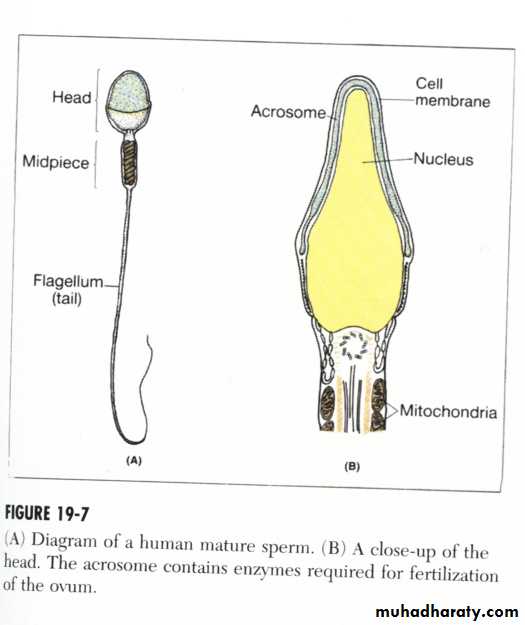 Reproductive system