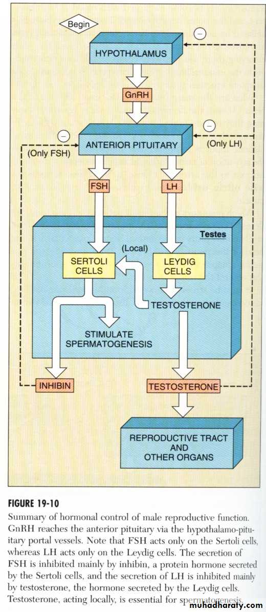 Reproductive system