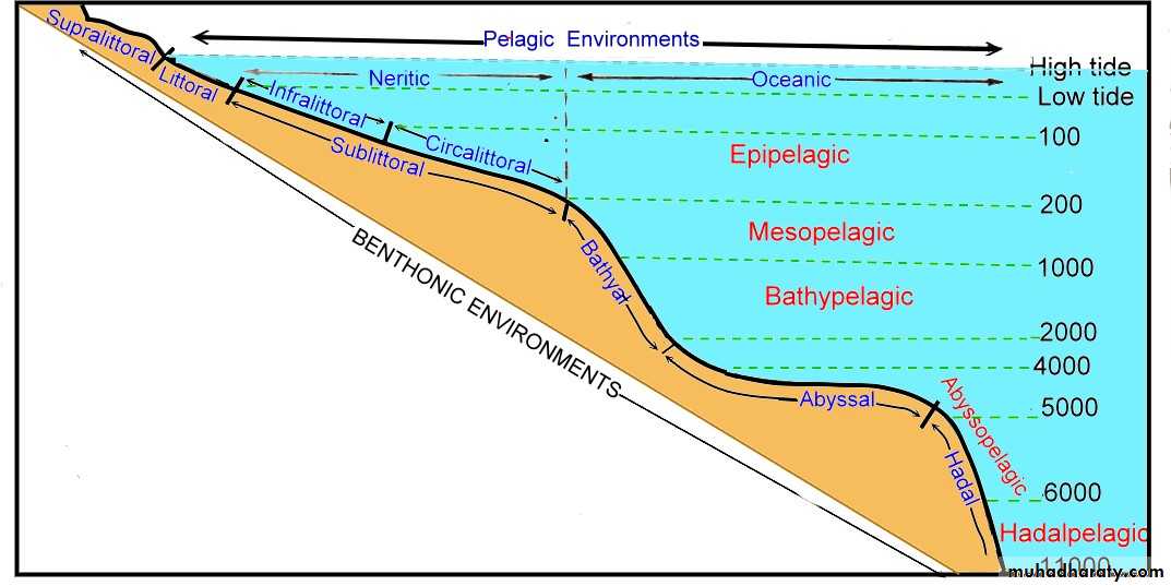 Classification of fossils