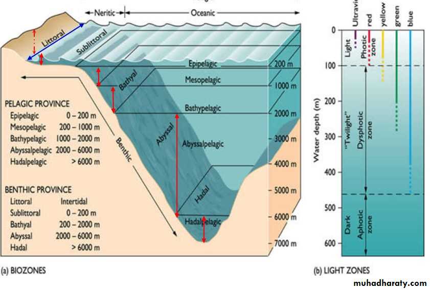 Classification of fossils