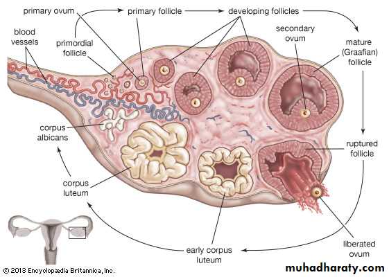 Menstruation