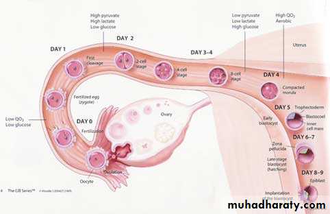 Menstruation