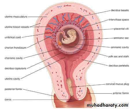 Menstruation