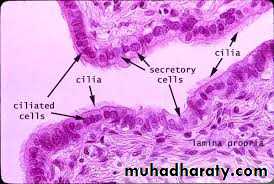 Menstruation