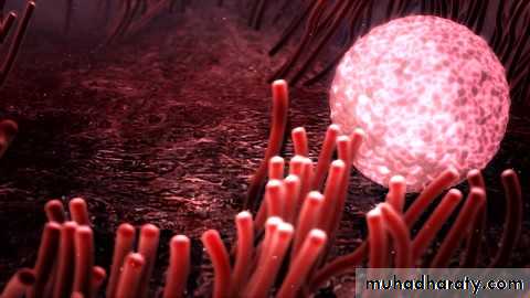 Menstruation