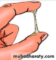 Menstruation