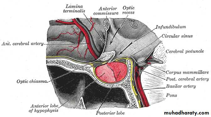 Menstruation