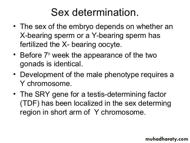 development of genital tract