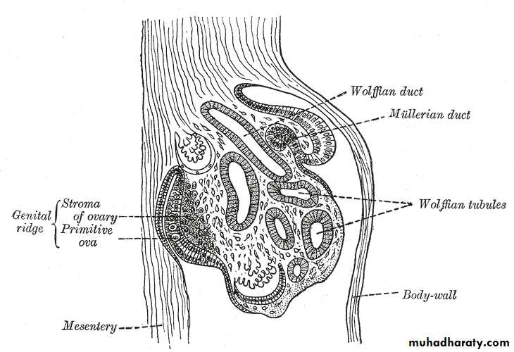 development of genital tract