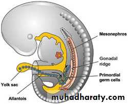 development of genital tract