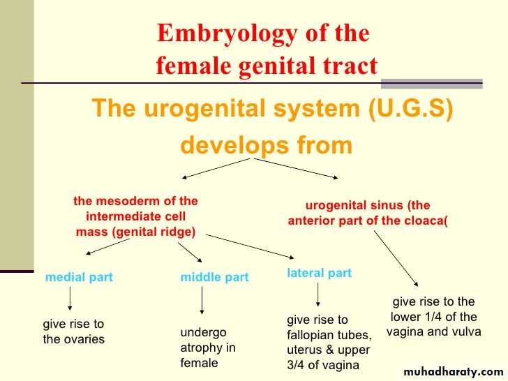 development of genital tract