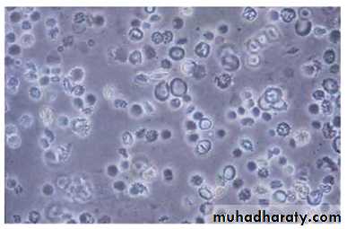 approach to renal disease