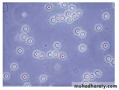 approach to renal disease