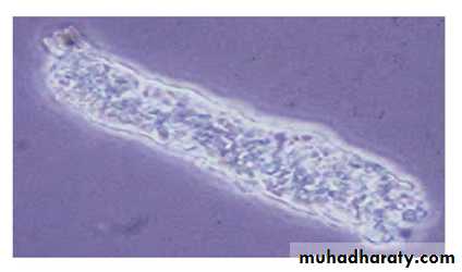 approach to renal disease