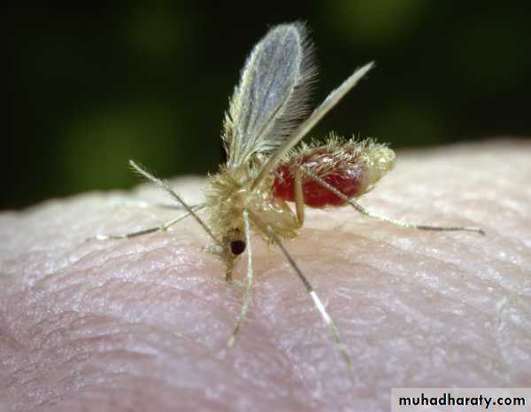 parasitic skin diseases